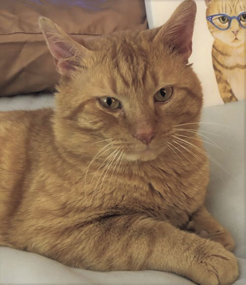 Garfield